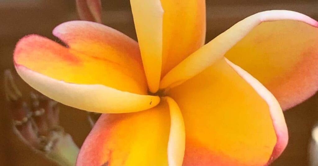 A yellow plumeria bloom with pink edges. Lei Rainbow.