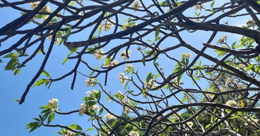 Plumeria Dormant - Plumeria exiting dormancy and flowering in Hawaii