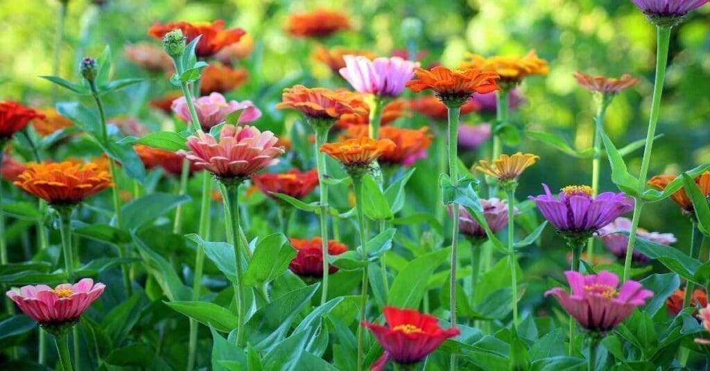 Multicolored Zinnias Blooming