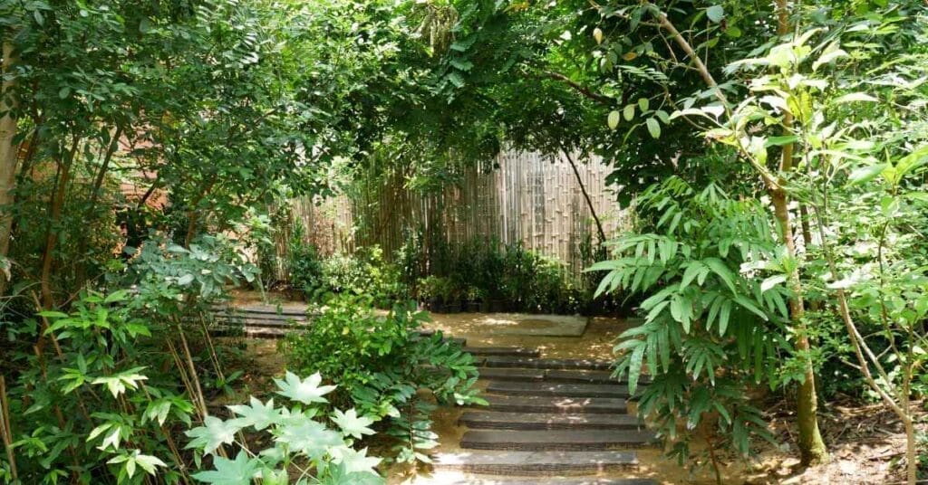 A shaded garden path with green foilage planted along the path and a bamboo wall in the background.