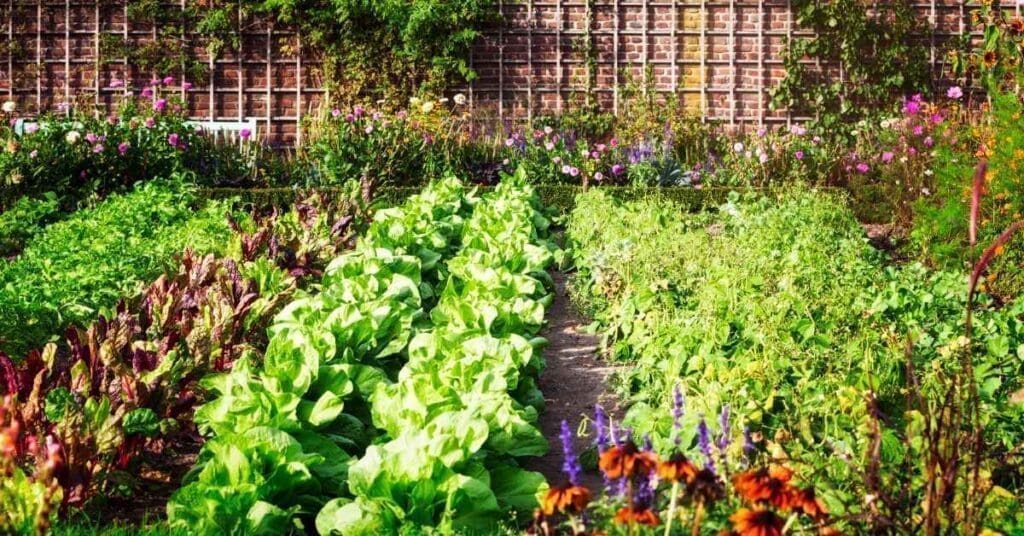 A vegetable garden with vegetables planted in rows and vegetables trellised in the background