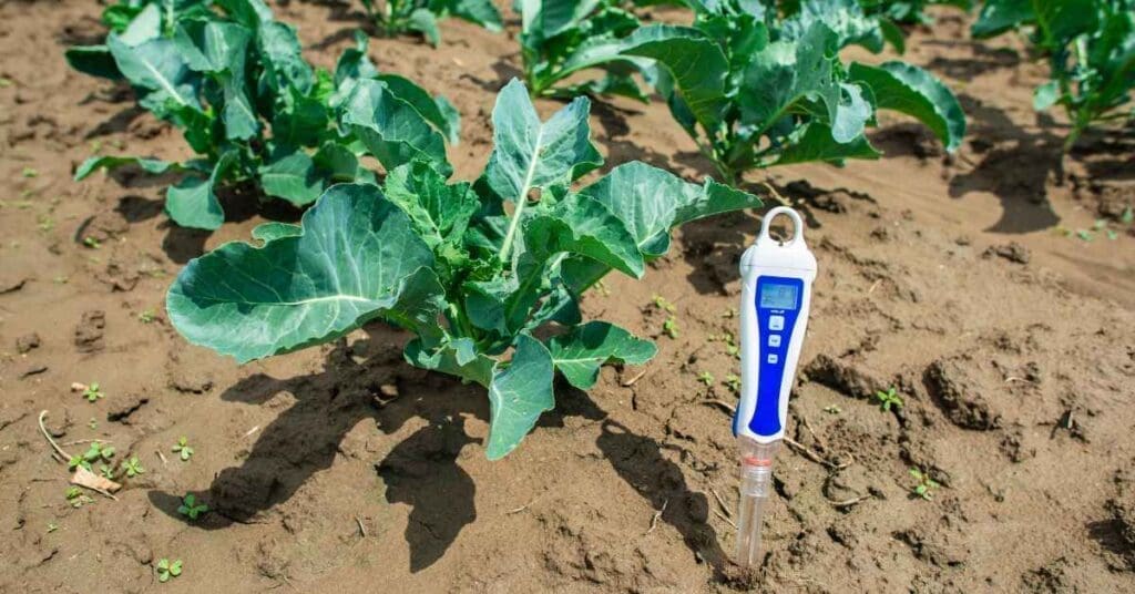 A soil ph meter in a vegetable garden