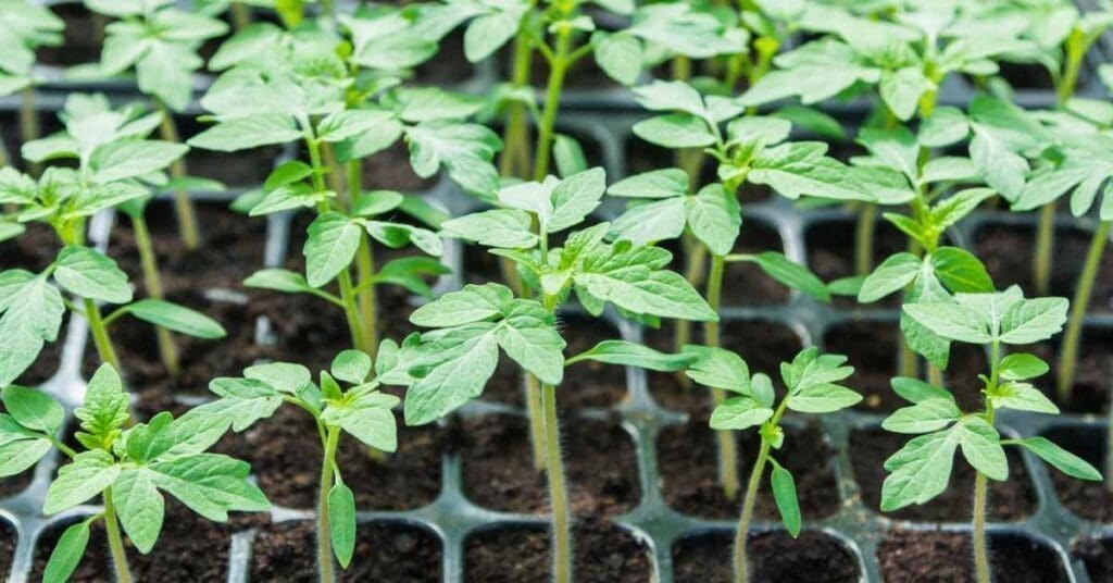 Seedlings in a tray with sets of true leaves.