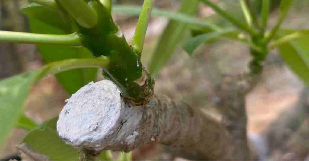 A plumeria plant that has had a branch removed for a cutting. The area has been sealed with white caulk and a new branch has formed from the base of the wound.