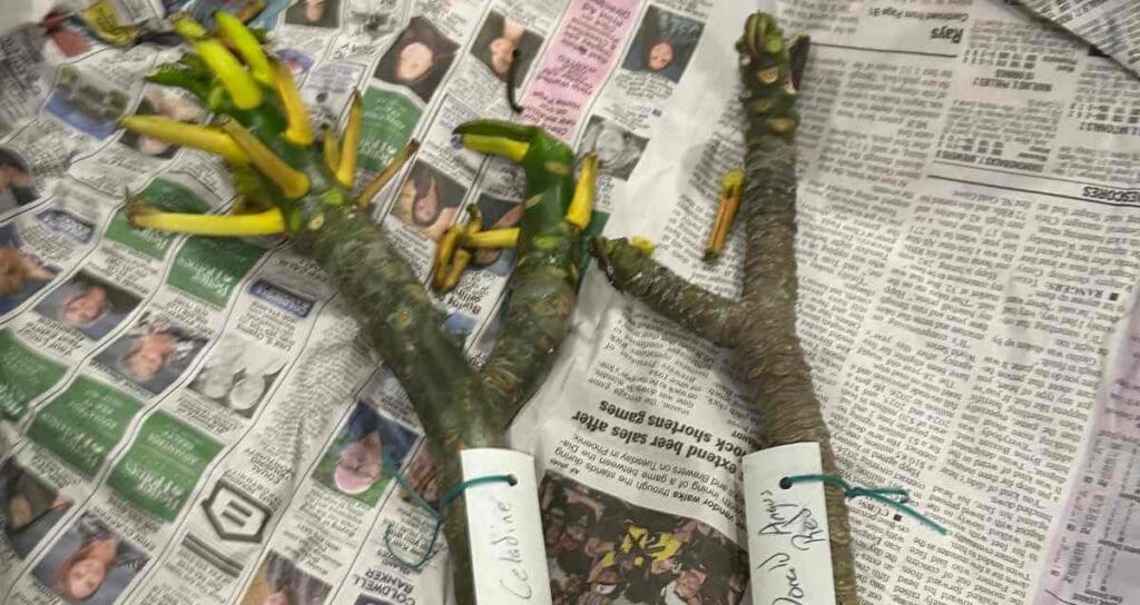 Two 2 tip plumeria cuttings that with name tags on newspaper sent from Hawaii.