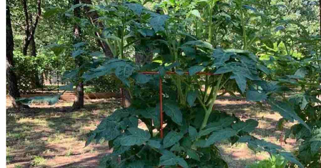 Tomato plants growing in galvanized steel troughs used for raised beds.