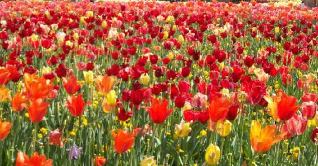 A field of red, yellow and orange tulips. 